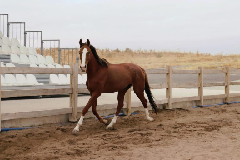A beautiful horse trots gracefully in an outdoor arena, framed by wooden fences and empty seats.