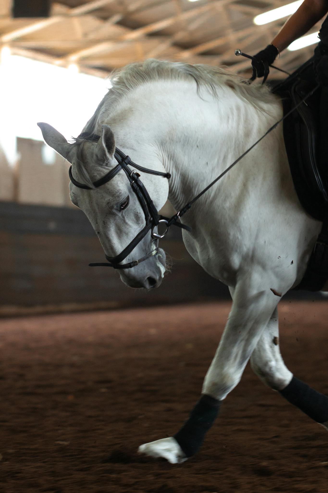 A beautiful white horse in a training session indoors, showcasing elegance and control.