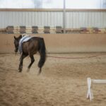 A horse practicing in an indoor sand arena, showcasing equestrian training techniques.